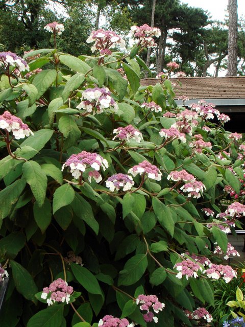 Hydrangea aspera var.strigosa